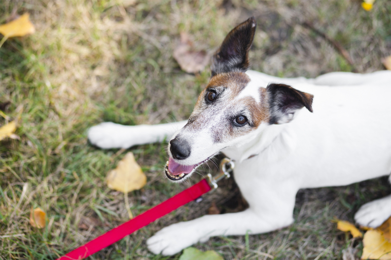 chien-laisse-conseil